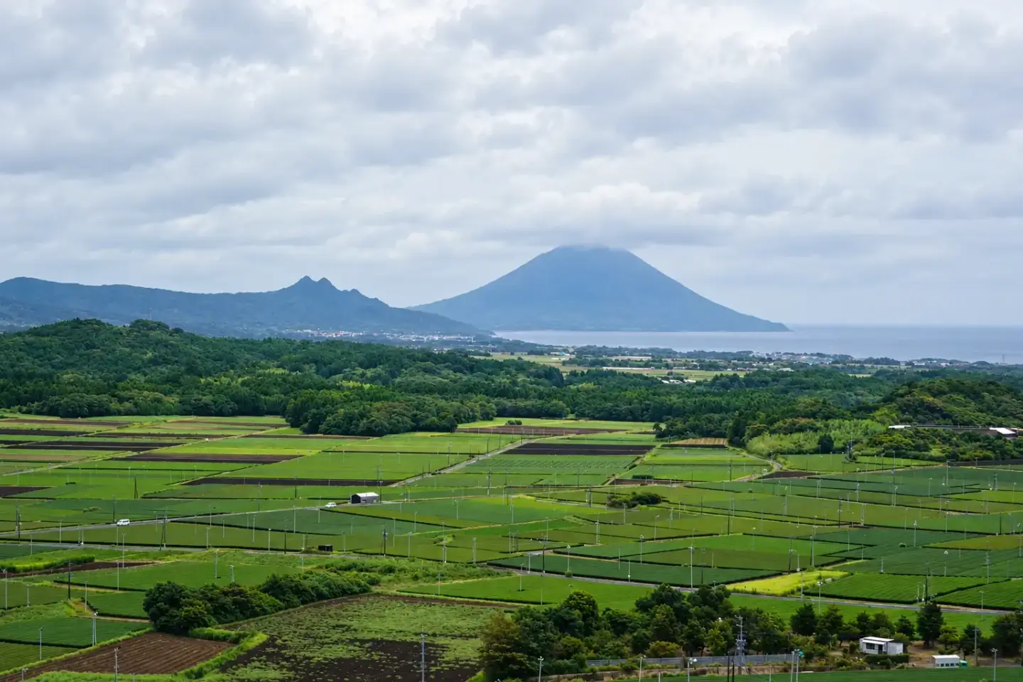 Čajová pole u Čiranu v prefektuře Kagoshima, v pozadí sopka Kaimondake
