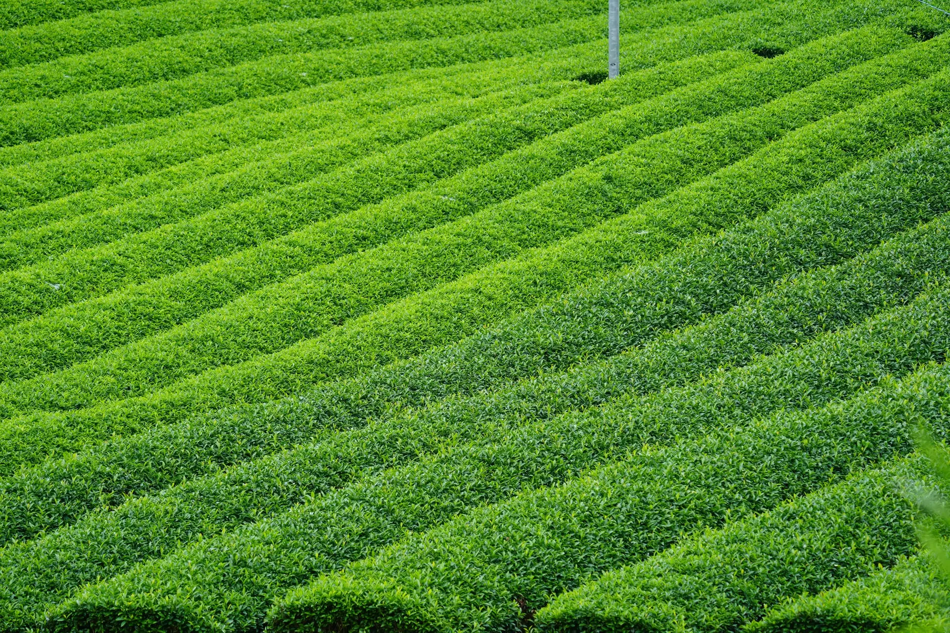 Řádky čajovníků na čajové plantáži v prefektuře Kagoshima